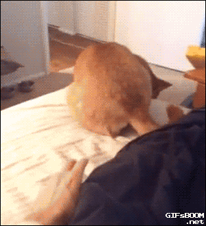 Bewegter Picturedump 345