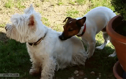 Bewegter Picturedump 271