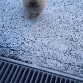 Bewegter Picturedump 393