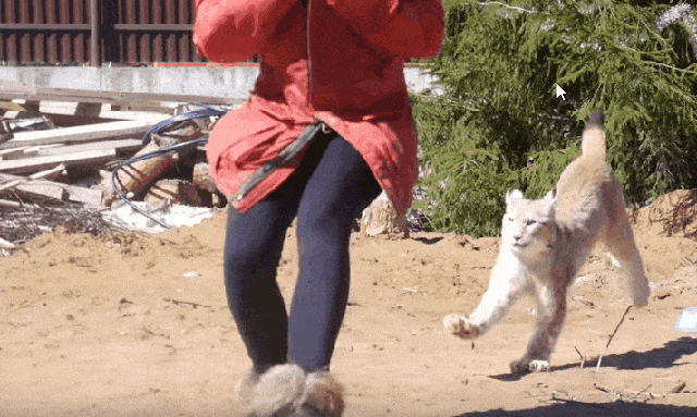 Bewegter Picturedump 380