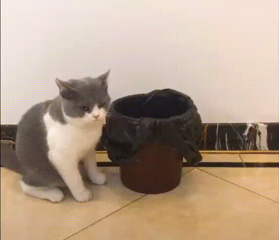 Bewegter Picturedump 454