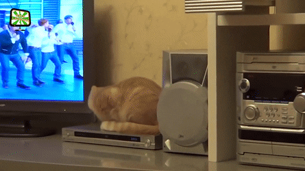 Bewegter Picturedump 363