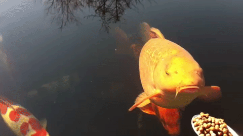 Bewegter Picturedump 363