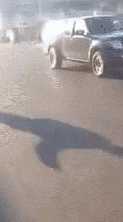 Bewegter Picturedump 363