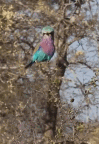 Bewegter Picturedump 367