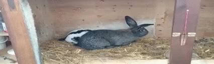 Bewegter Picturedump 267