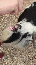 Bewegter Picturedump 267