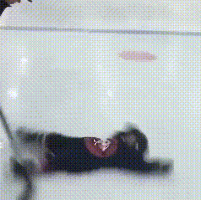 36.gif