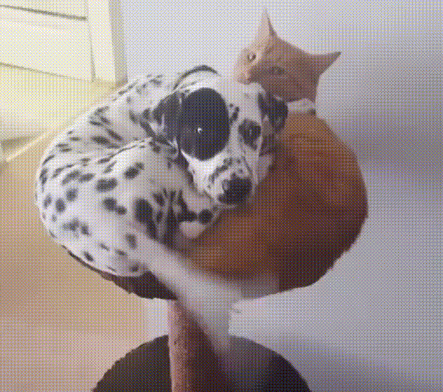 Bewegter Picturedump 337