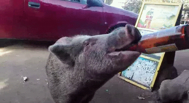 Bewegter Picturedump 385