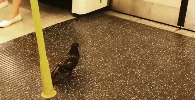 Bewegter Picturedump 386