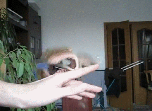 Bewegter Picturedump 346