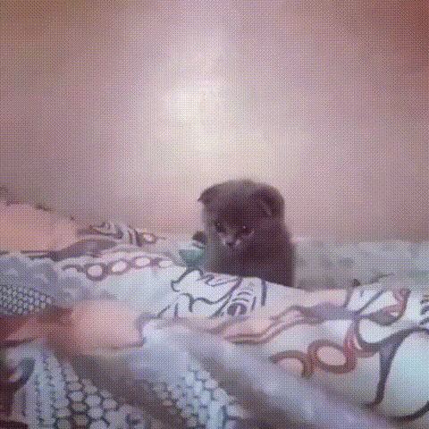 Bewegter Picturedump 433