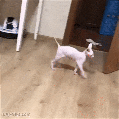 Bewegter Picturedump 433