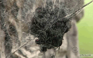 Bewegter Picturedump 255