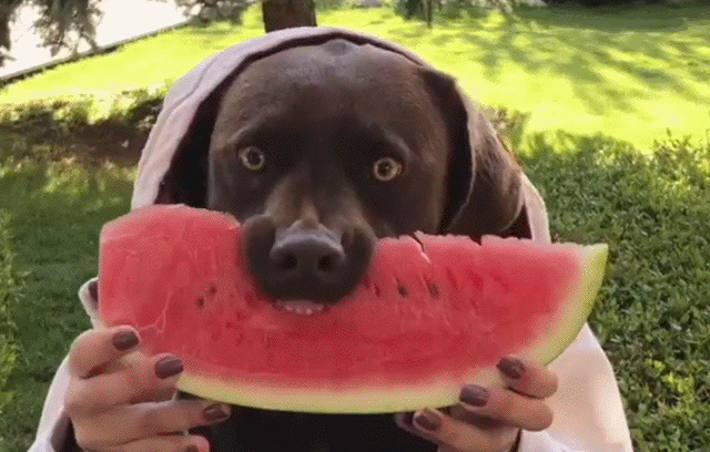 Bewegter Picturedump 442