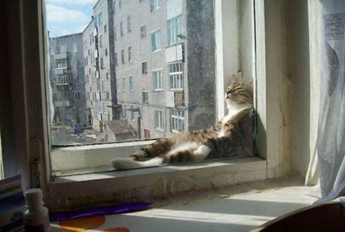 Total entspannte Katzen