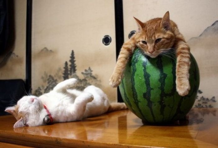 Total entspannte Katzen