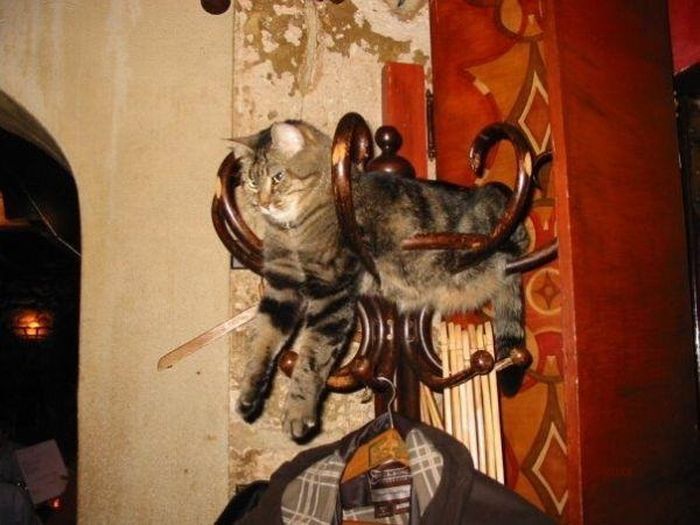 Total entspannte Katzen