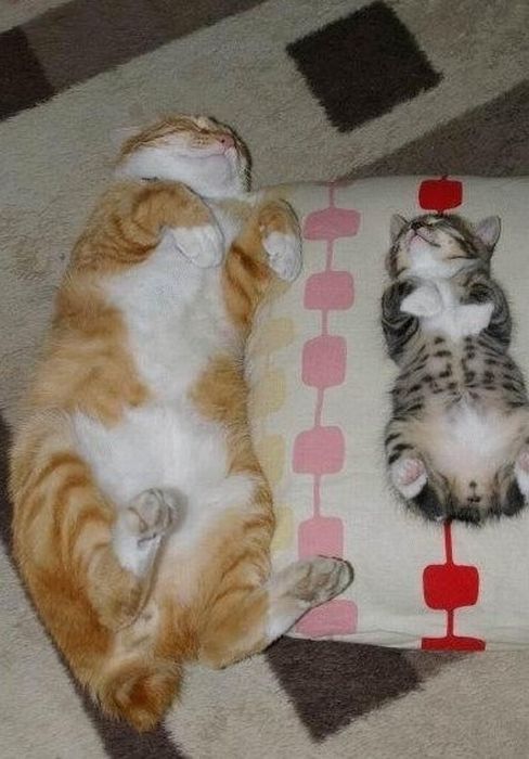 Total entspannte Katzen