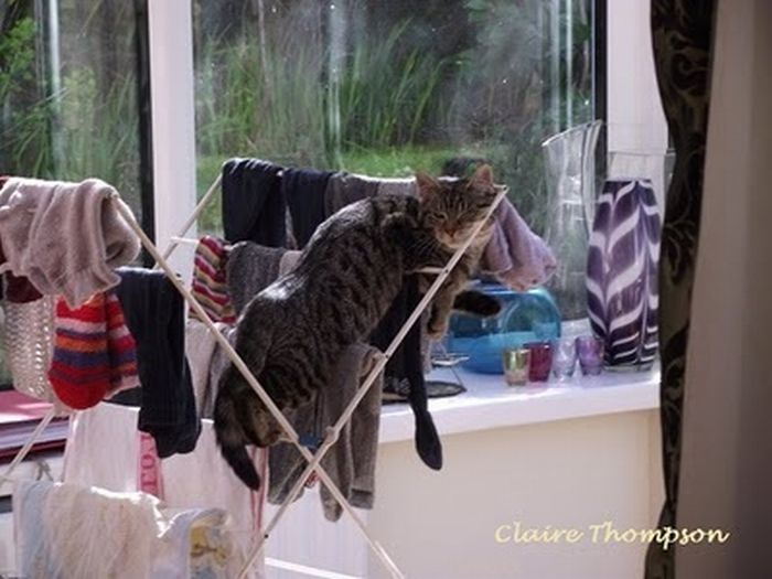Total entspannte Katzen