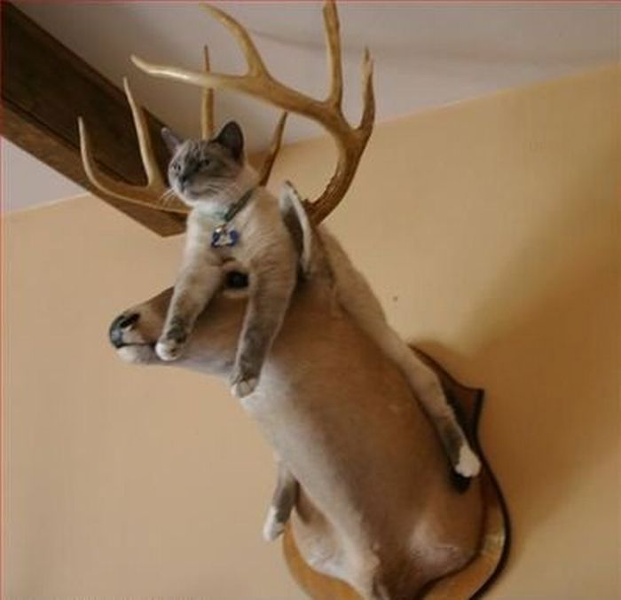 Total entspannte Katzen