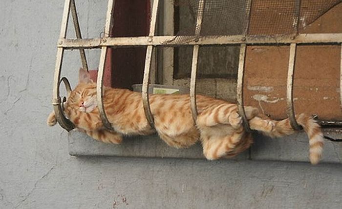 Total entspannte Katzen