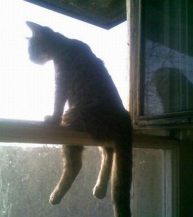 Total entspannte Katzen