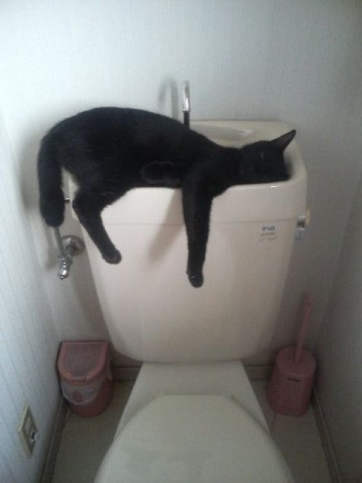 Total entspannte Katzen