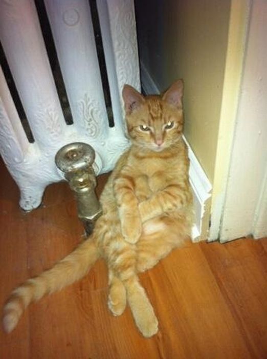 Total entspannte Katzen