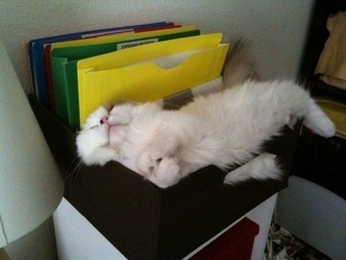 Total entspannte Katzen
