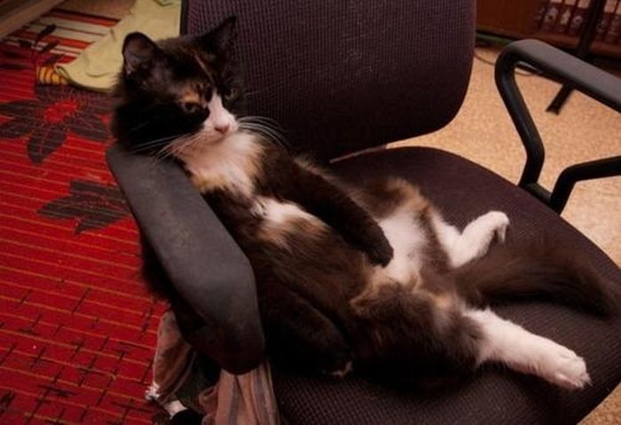 Total entspannte Katzen