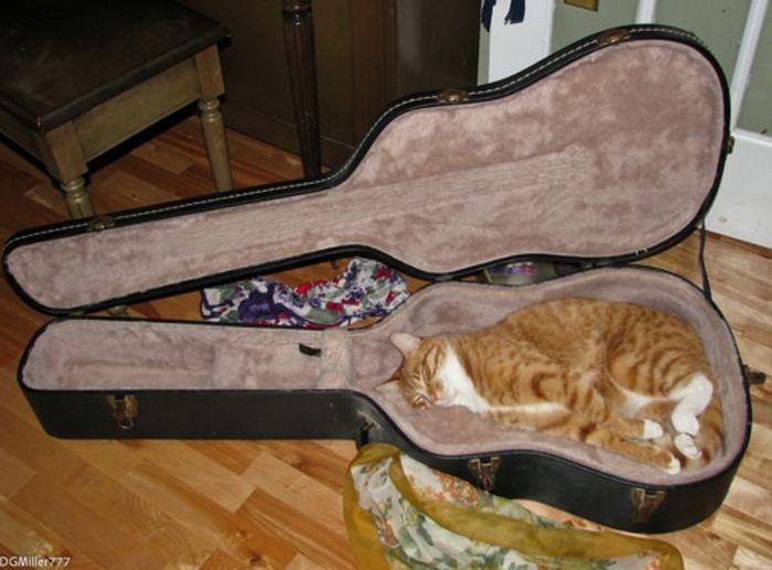 Total entspannte Katzen