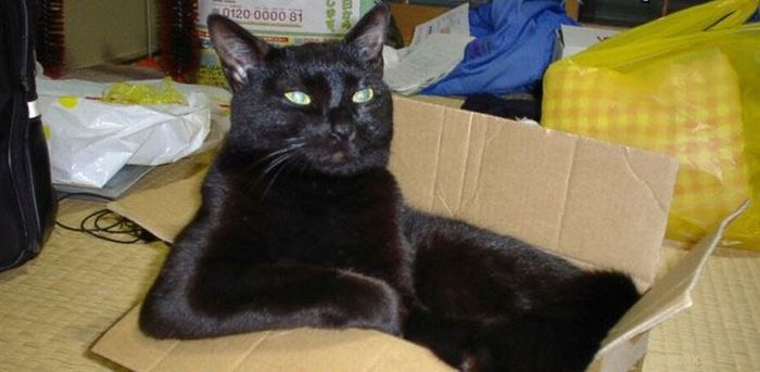 Total entspannte Katzen