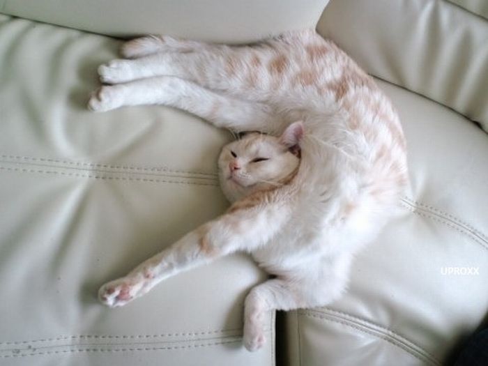 Total entspannte Katzen