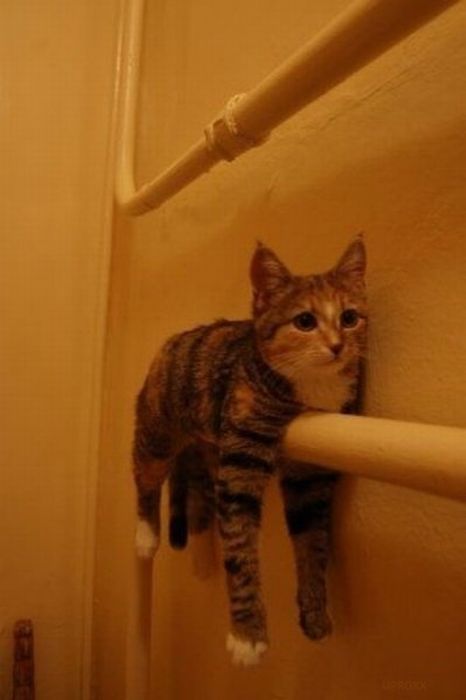 Total entspannte Katzen