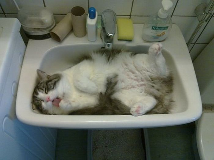 Total entspannte Katzen