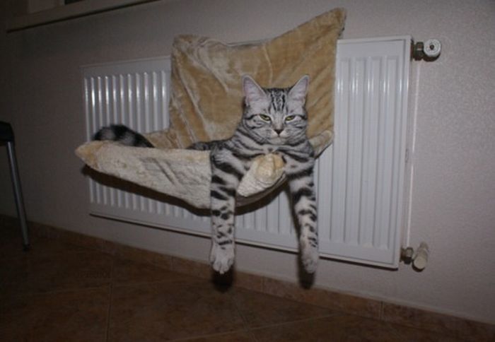 Total entspannte Katzen