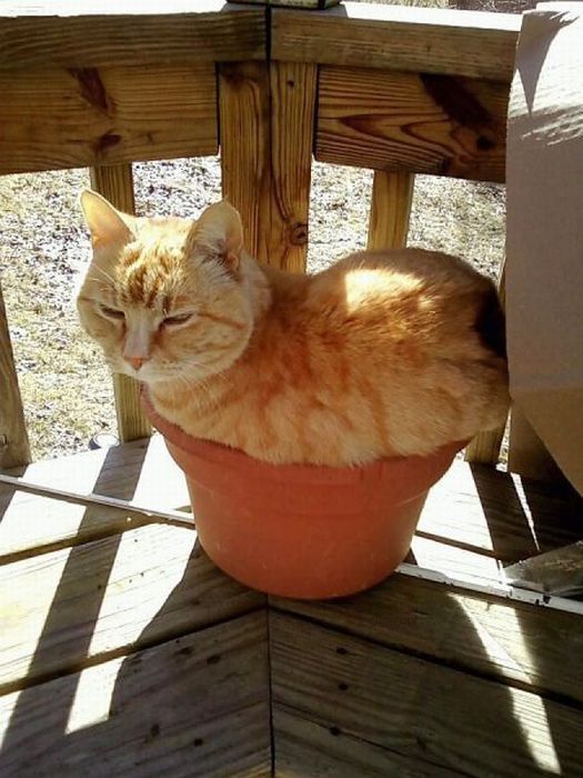 Total entspannte Katzen