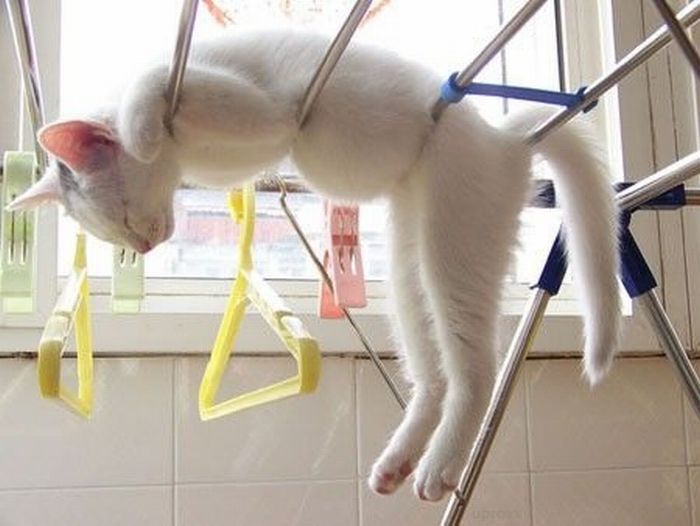 Total entspannte Katzen