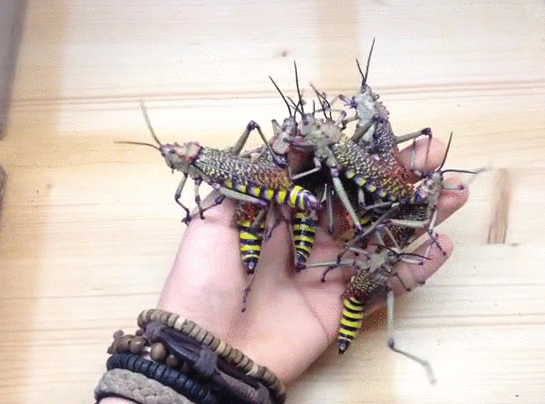 Bewegter Picturedump 429