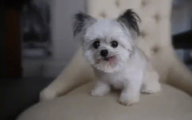 Bewegter Picturedump 390