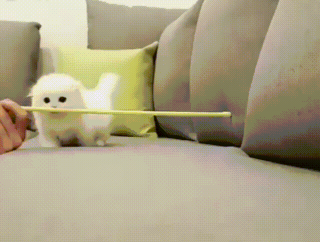 Bewegter Picturedump 377