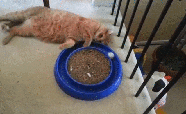 Bewegter Picturedump 377