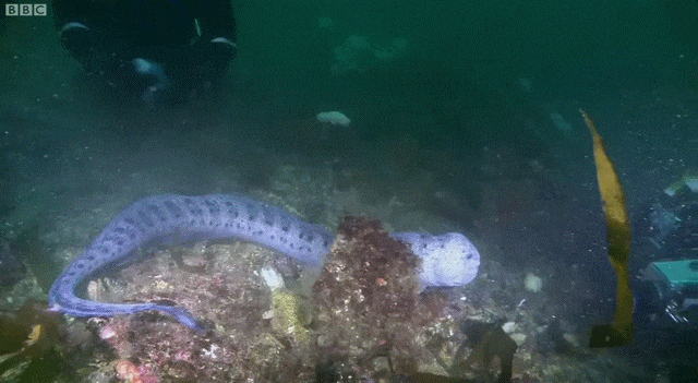 Bewegter Picturedump 377