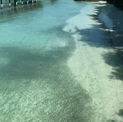 Bewegter Picturedump 490