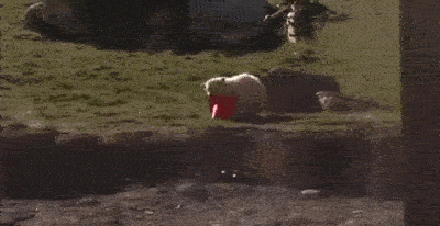 Bewegter Picturedump 499