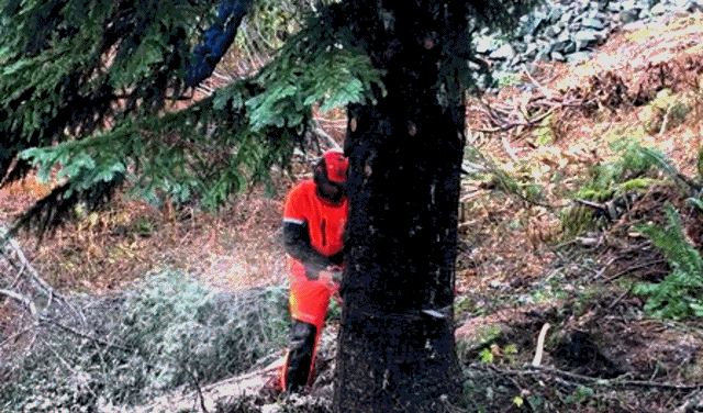 Bewegter Picturedump 460