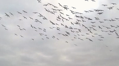 Bewegter Picturedump 434