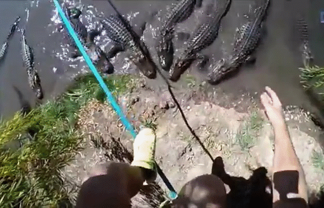 Bewegter Picturedump 434